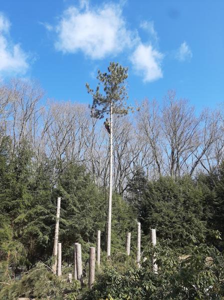 Pollard Tree Service LLC