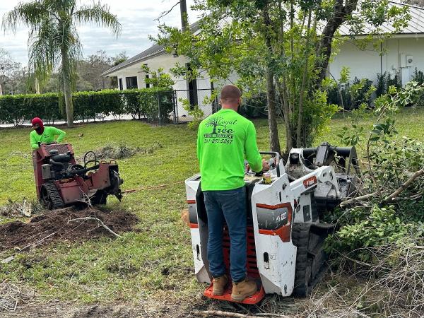 Loyal Tree Tree Services