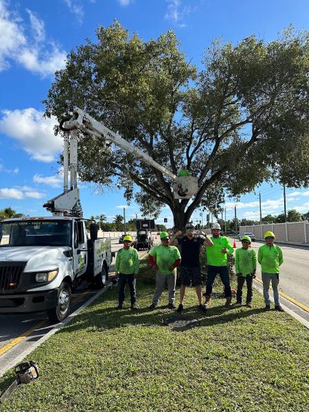 Loyal Tree Tree Services