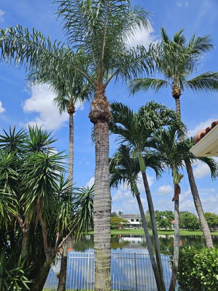 Loyal Tree Tree Services