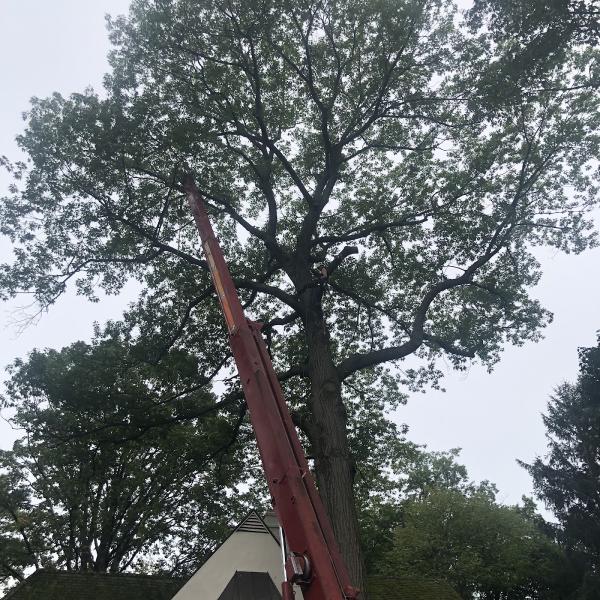 Advanced Arbor Tree Service