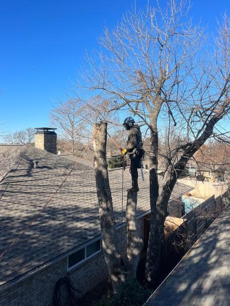 Junior's Tree Services LLC