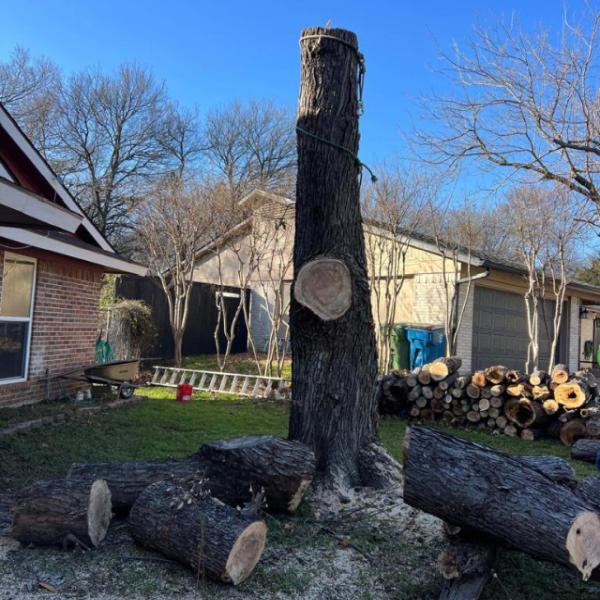 Junior's Tree Services LLC