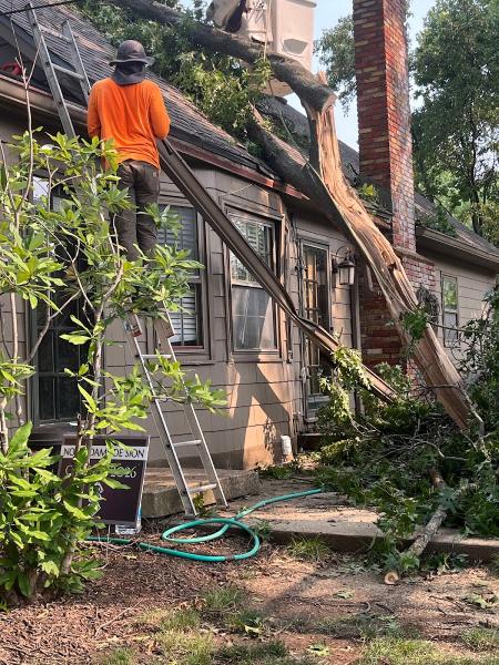 Sunshine Tree Service