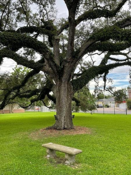 Lakeview Lumberjacks Tree Service