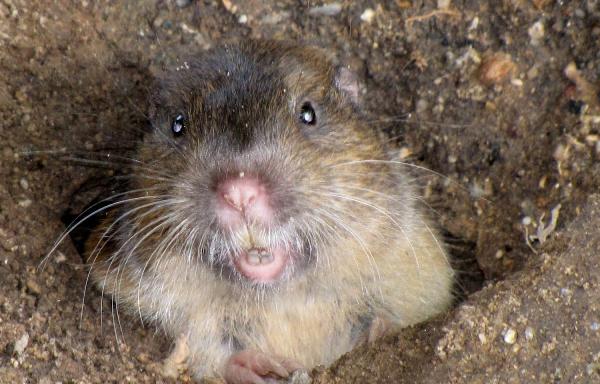 Gopher Trapping Pros in the Bay Area