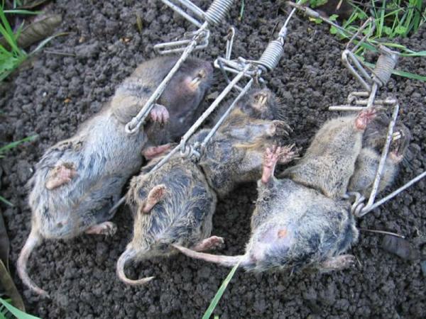 Gopher Trapping Pros in the Bay Area
