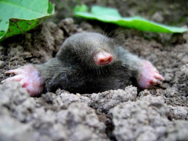 Gopher Trapping Pros in the Bay Area