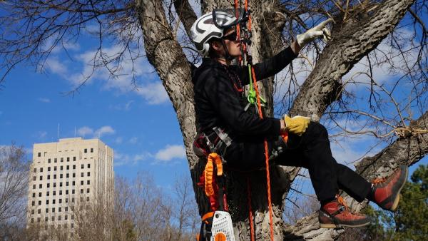 Green Planet Solutions Tree Service