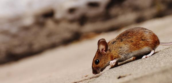 Simply Trust Pest Solutions LLC