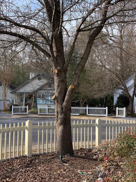 Al's Affordable Tree Care