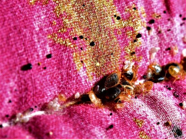 Rocky Mountain Bed Bug