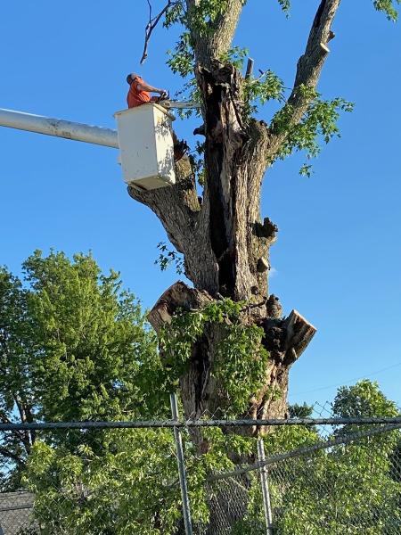 Benshoof's Tree Service