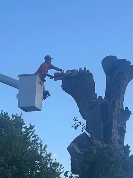 Benshoof's Tree Service