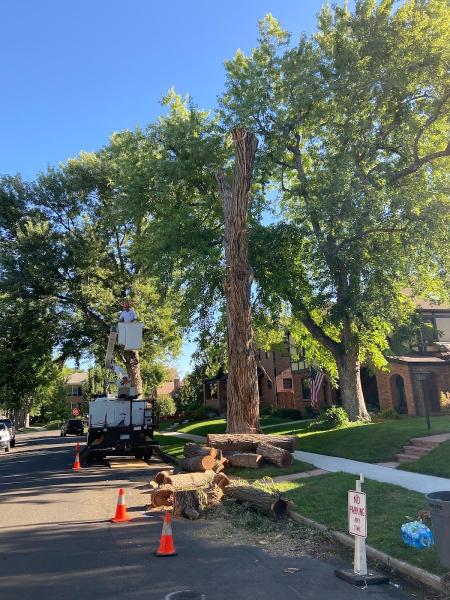 Real Mountain Tree Service