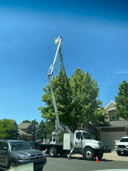 Real Mountain Tree Service