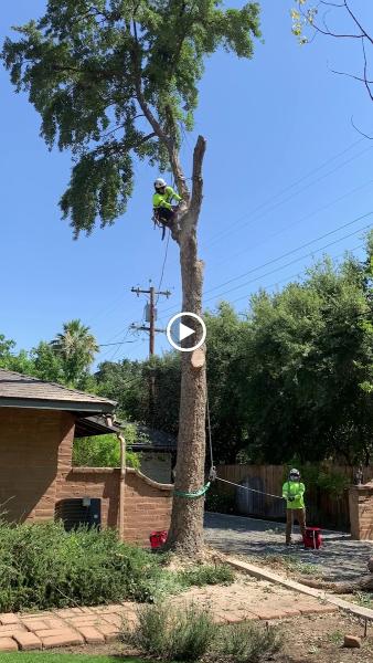Green Tree Services