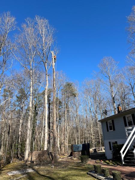 Green Tree Services