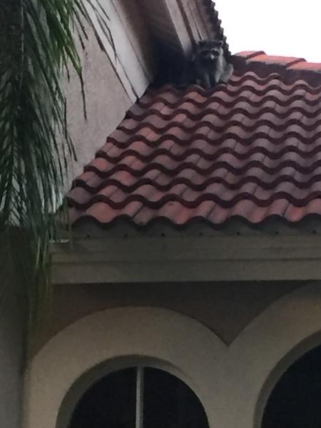 Ratman Rodent Removal