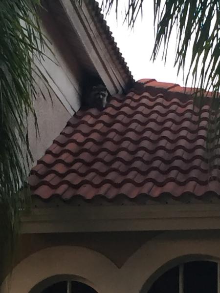 Ratman Rodent Removal