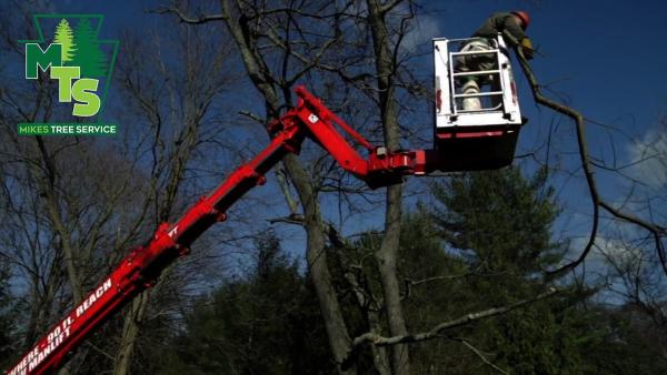 Mike's Tree Service