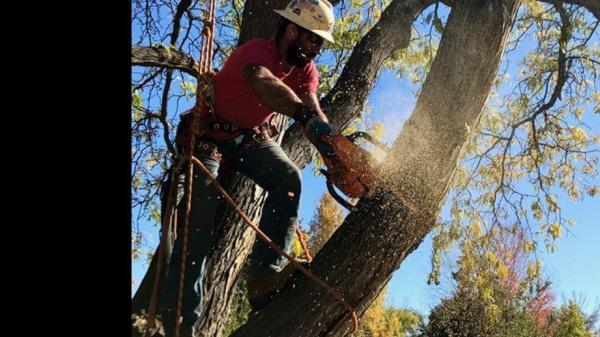 Precision Timber Felling