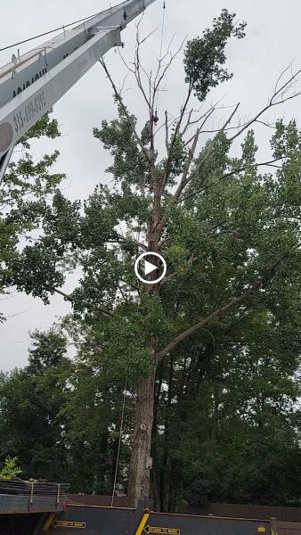 Chris Tree Service