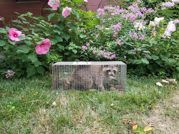 Envision Wildlife & Pest Control Services