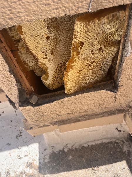 Bee Bustin