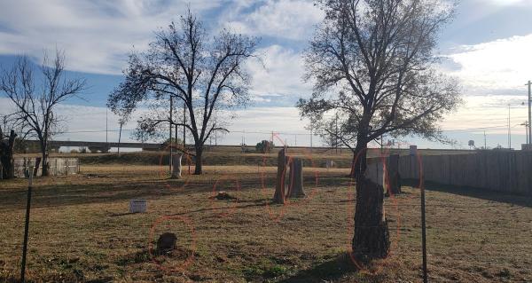 No Stump-Stump Removal