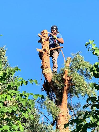 KTM Trees Expert & Landscaping