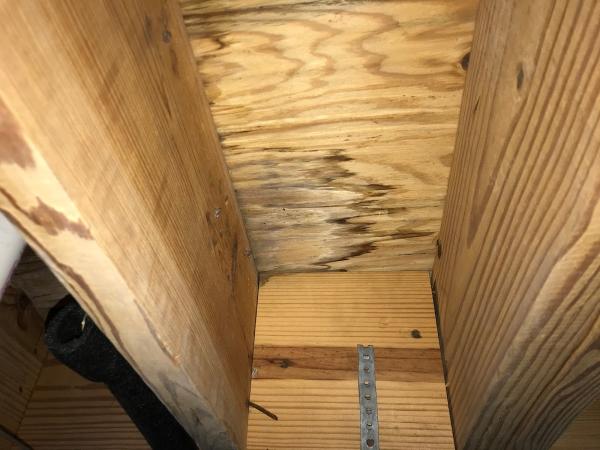 Atlanta Mold and Environmental Testing