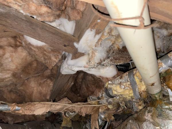 Atlanta Mold and Environmental Testing