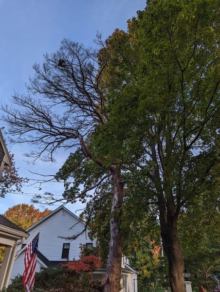 ND Cleaning & Tree Service Inc.