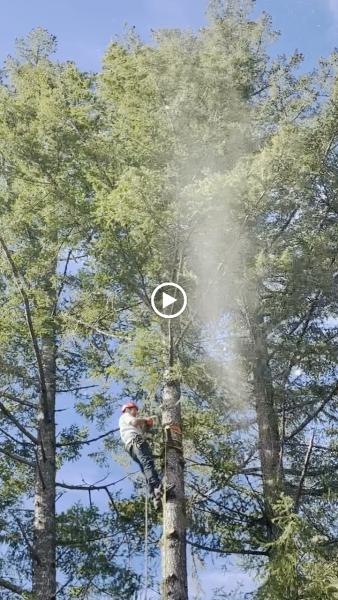Stellar Tree Care
