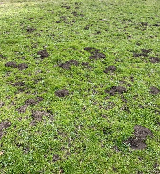 Jacks Gopher Trapping