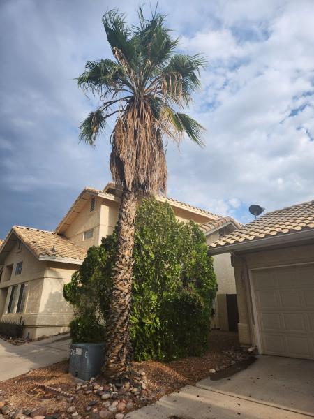 Top Notch Tree Service LLC