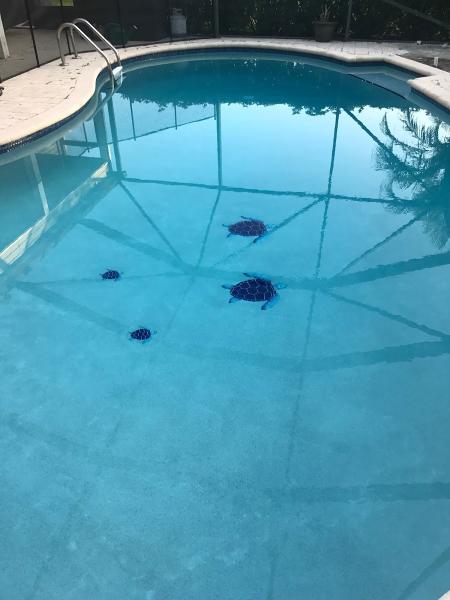 Affordable Pool Service