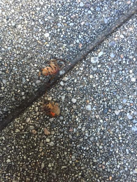 Jacob Termite & Pest Control Inc.