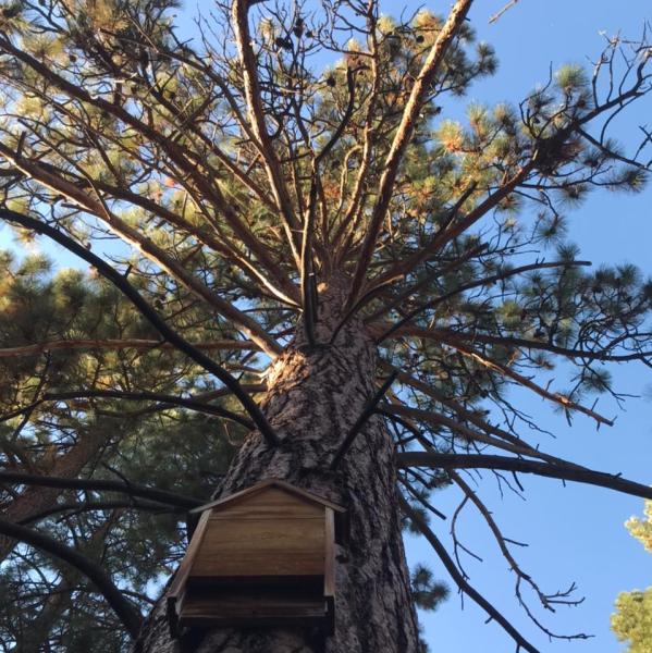 Ace Tree Care and Forestry LLC