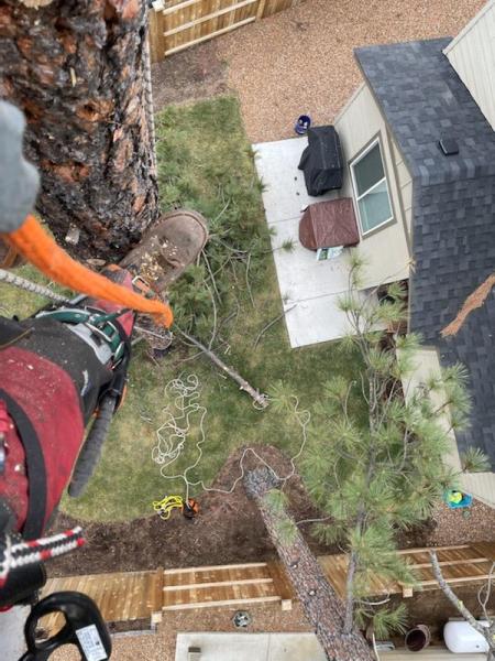 Ace Tree Care and Forestry LLC