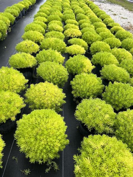 RDM Landscape Services