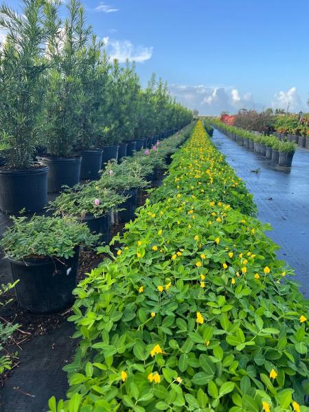 RDM Landscape Services