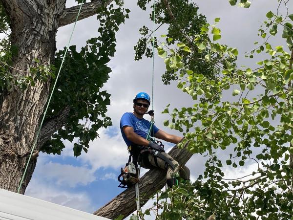 Serenity Tree Care