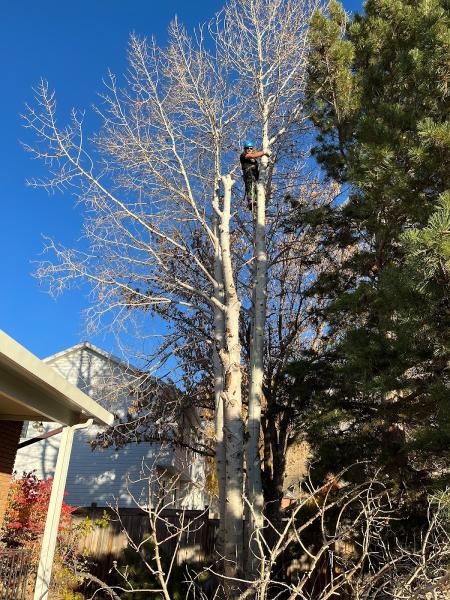Serenity Tree Care
