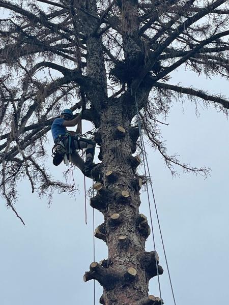 Serenity Tree Care