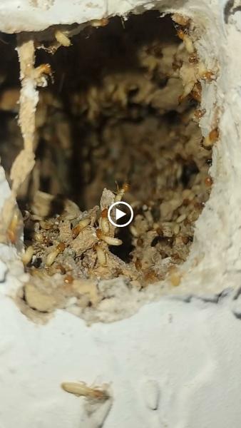 Avay Pest Control