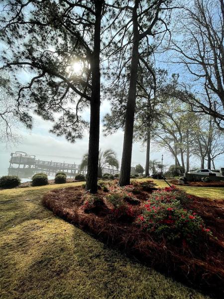 Palmetto Lawn and Landscape