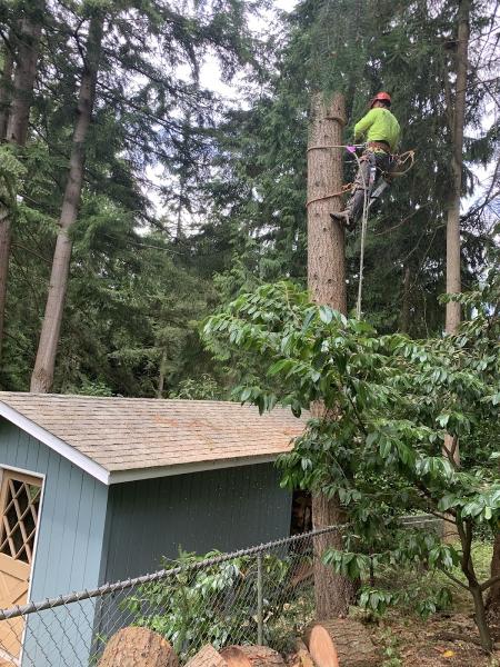 Ayuso Tree Service