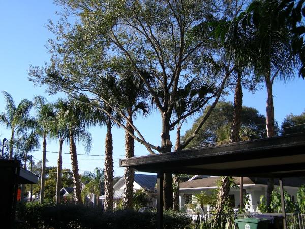 Signature Tree & Home